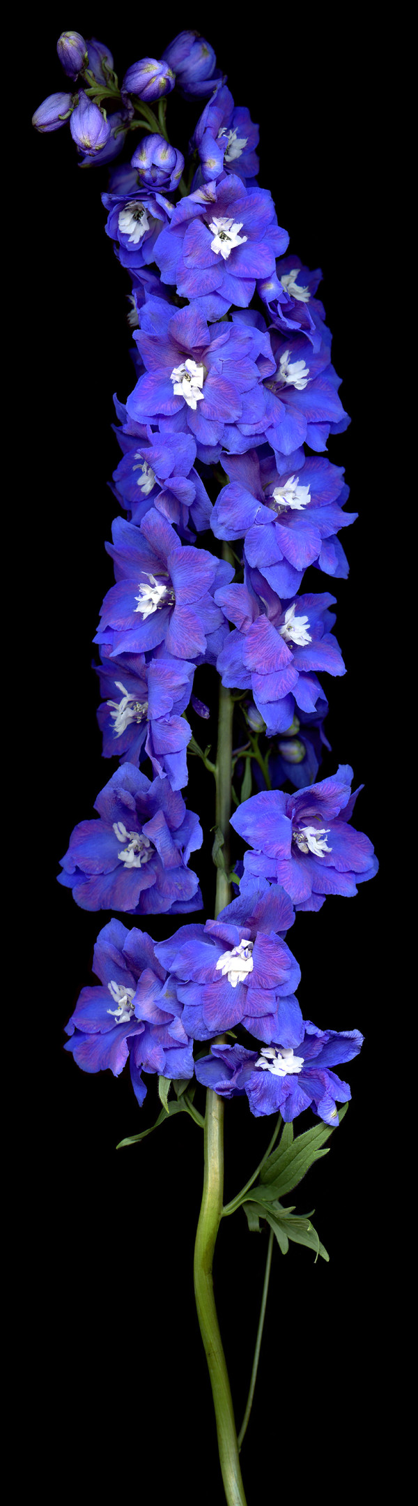 DELPHINIUM by Laurie Tennent