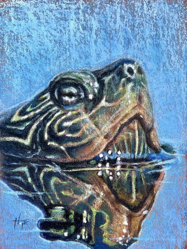 Turtle Study 3 by Hope Martin