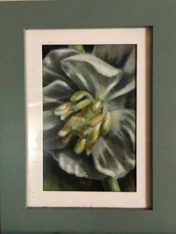 Mayapple Flower Study by Hope Martin