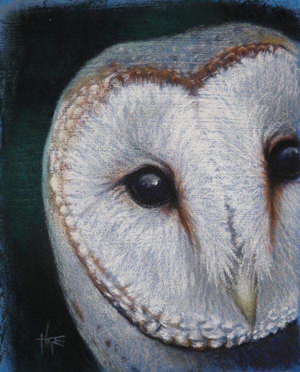 Barn Owl Study by Hope Martin