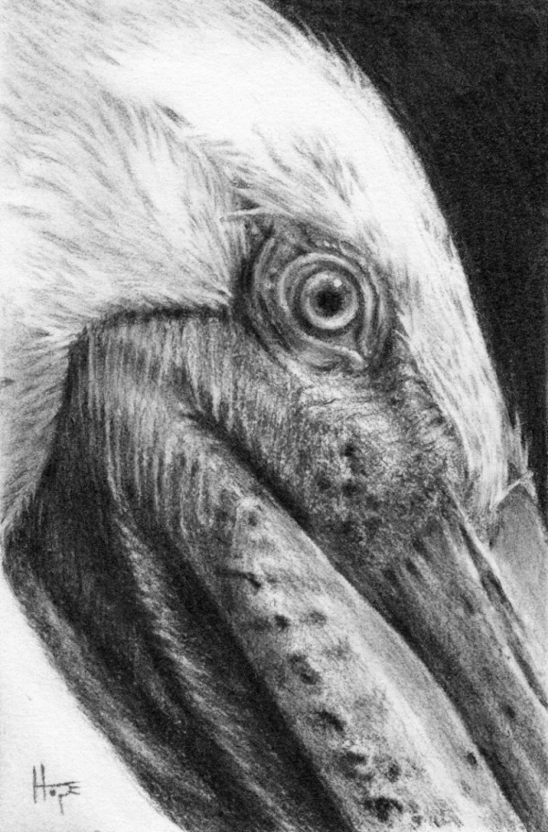 Brown Pelican study by Hope Martin