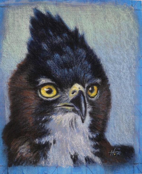 Hawk Eagle study by Hope Martin
