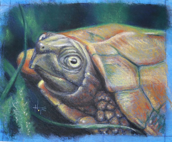 Leaf Turtle study by Hope Martin