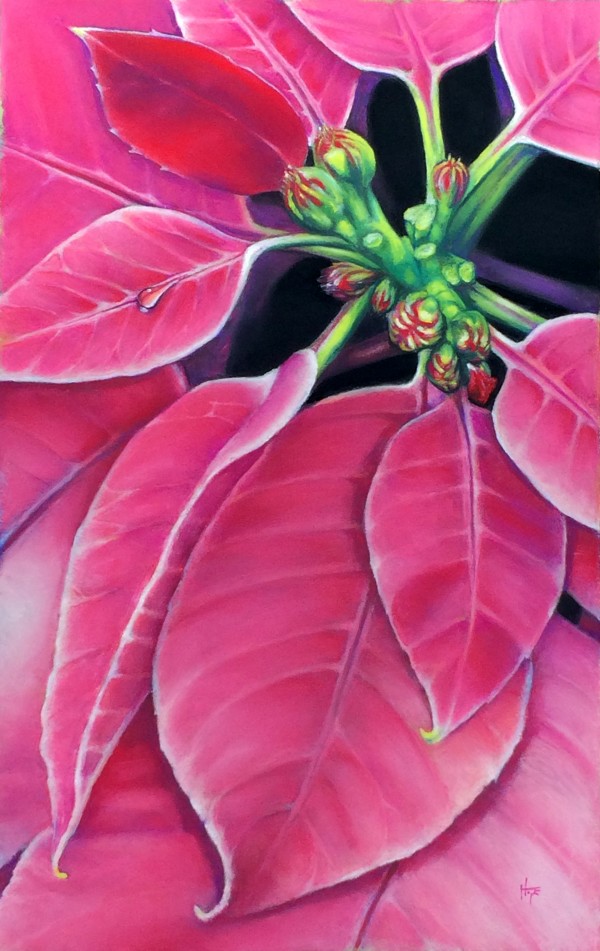 Pink Poinsettia by Hope Martin