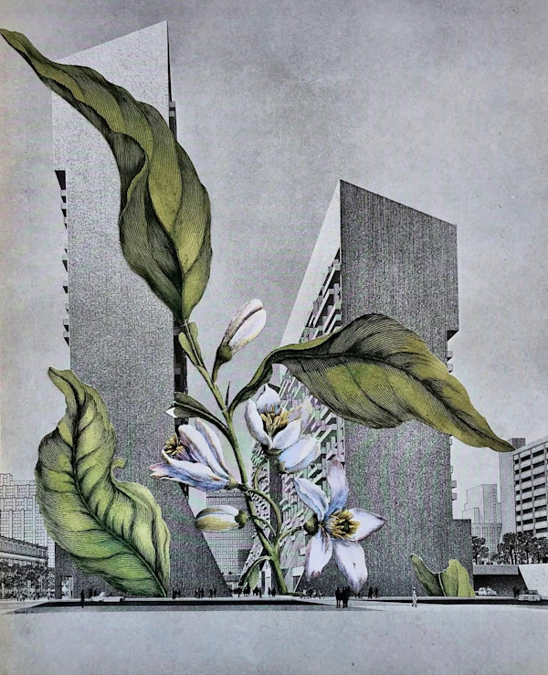 Concrete Jungle by Ariel Kohn