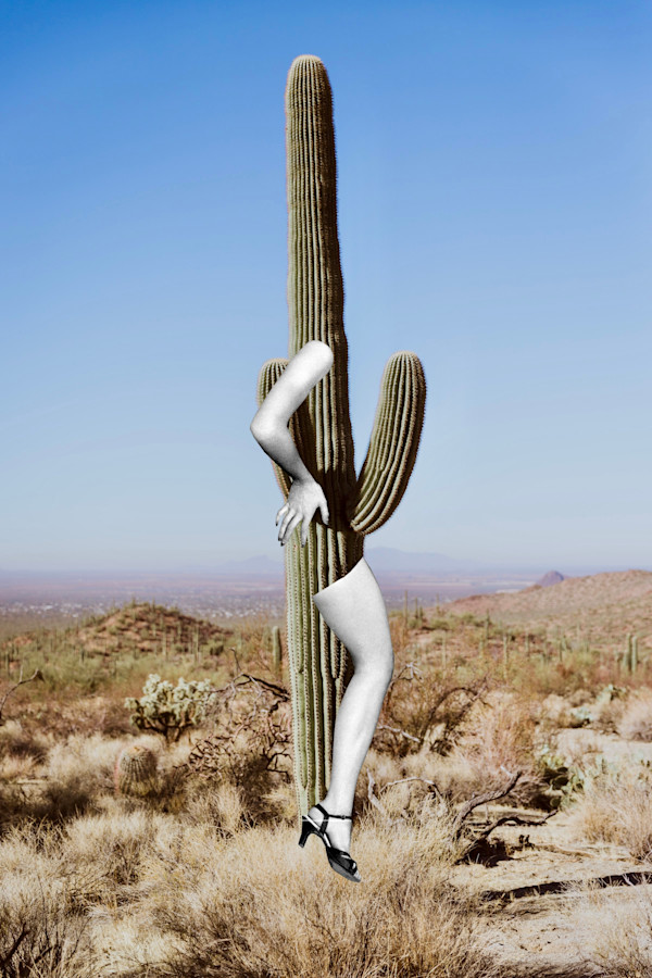 Desert Rose by Ariel Kohn