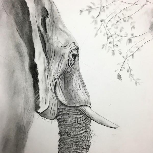 Study of Elephant by barbara gulotta