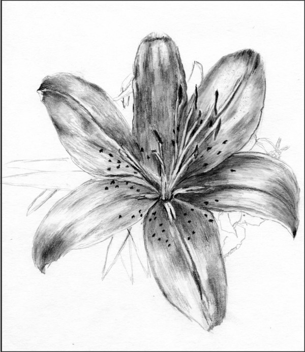 Daylily by barbara gulotta