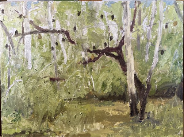 Banksia  Tree by Paul Rolfe