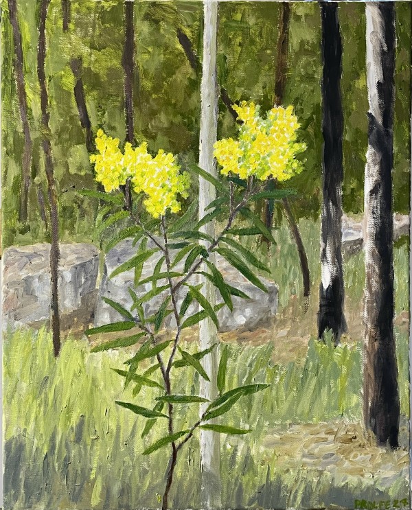 Wattle Bloom by Paul Rolfe