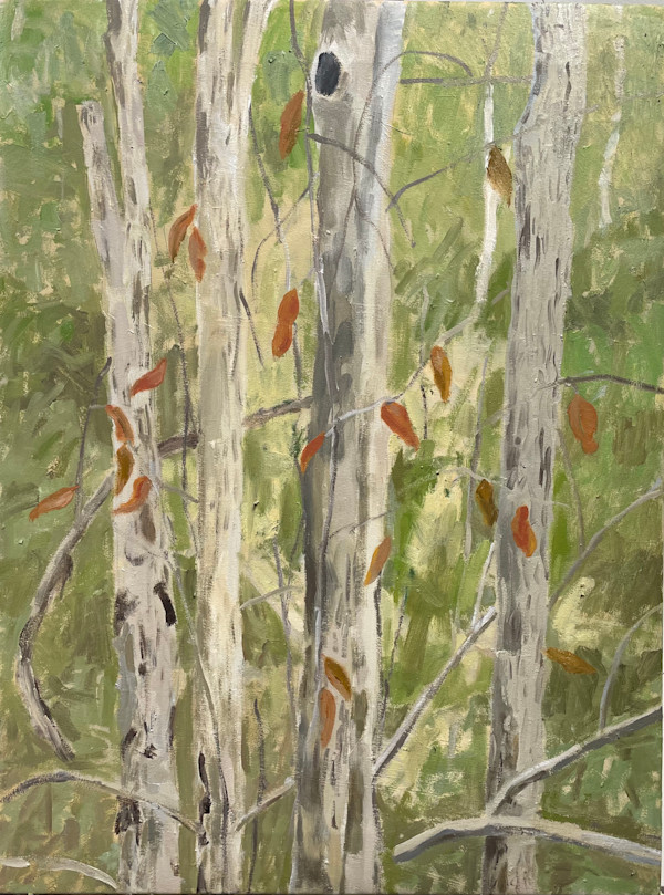 Bushland Screen by Paul Rolfe