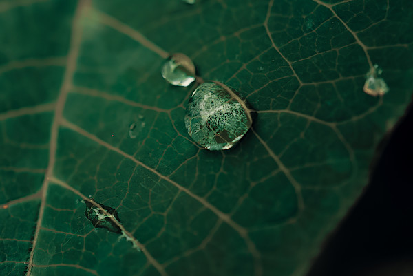 Después de la lluvia by Marisol Cid González