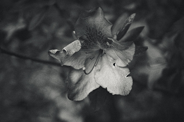 Luz y flor by Marisol Cid González