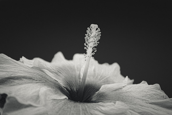 Florecí by Marisol Cid González