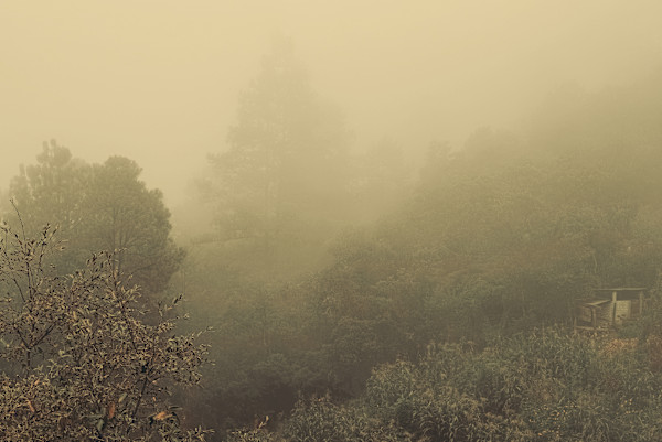 Bosque de niebla by Marisol Cid González