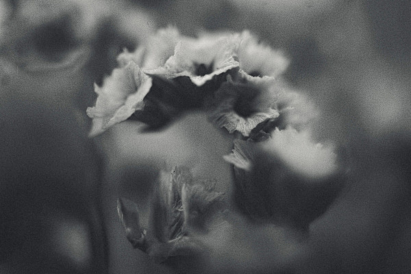 Memoria vegetal by Marisol Cid González