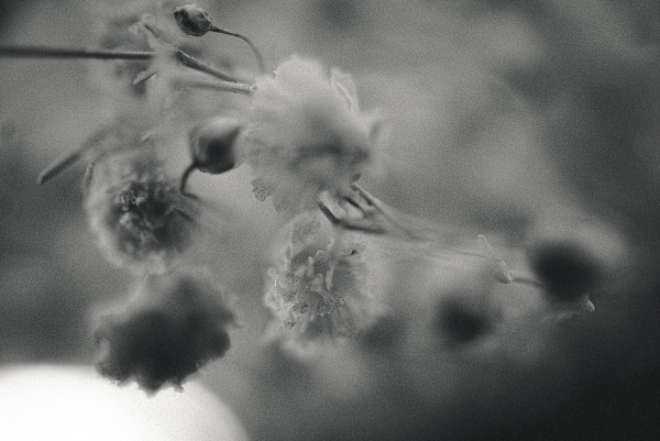 Memoria vegetal by Marisol Cid González