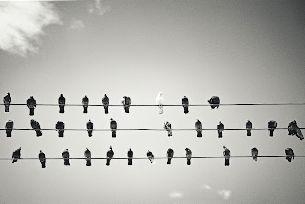 Pentagramas en libertad by Marisol Cid González