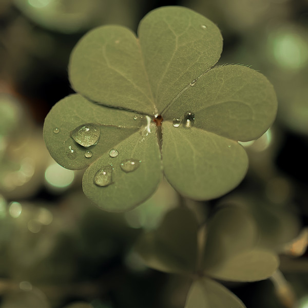 Después de la lluvia by Marisol Cid González