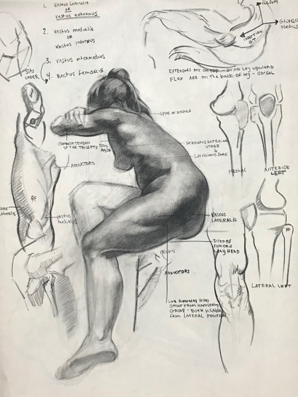 Anatomy Study after Deane  G. Keller