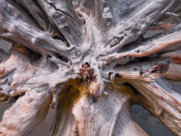Uprooted by Joe Fishburne, Image 1.