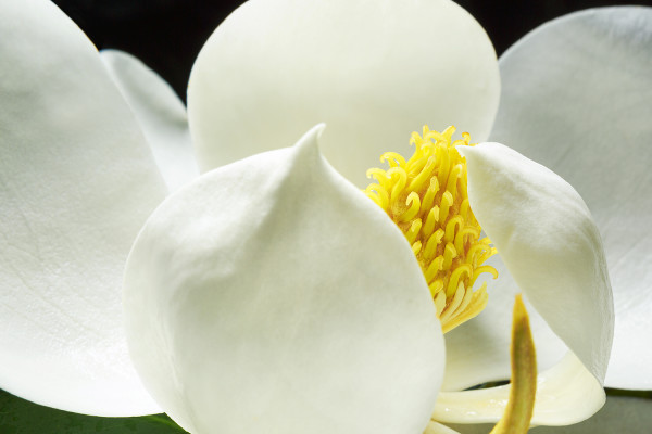 Southern Magnolia #2