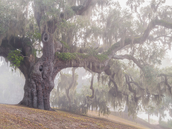 The Witness by Joe Fishburne, Image 1.