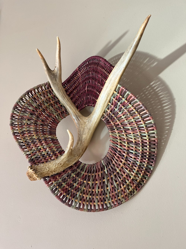 Shed by the Shoreline--Naturally Shed Whitetail Deer Antler #204/61 by Cathryn Peters