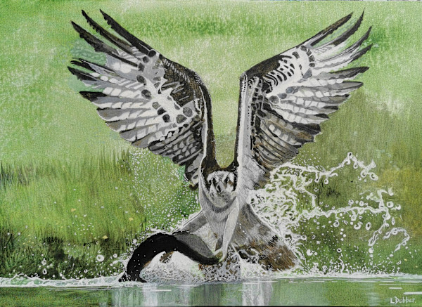 Osprey Hunting by Lois Dubber