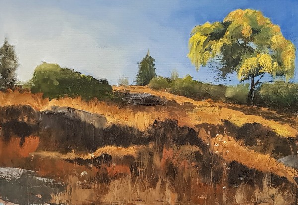 Golden Wattle on the Hill
