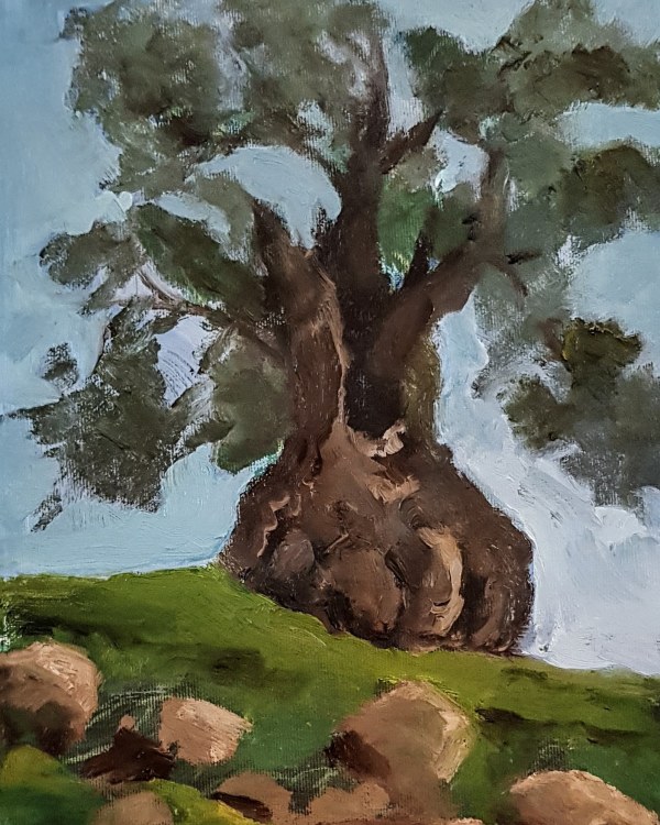 Olive Tree in Hevron