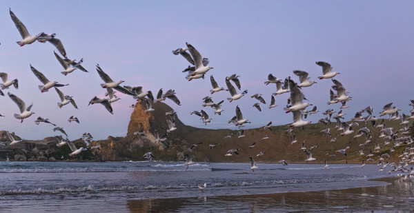 Seagulls Flock