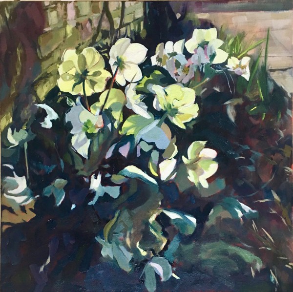 Sunlight On My Hellebores by Lisa Timmerman