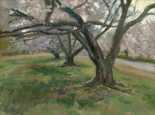 Light Coming Through the Cherry Trees by Matthew Lee