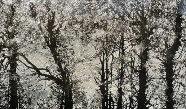 1) Silver Forest by Robin Eckardt