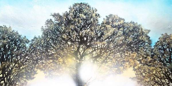 Sunlight Through The Trees by Robin Eckardt