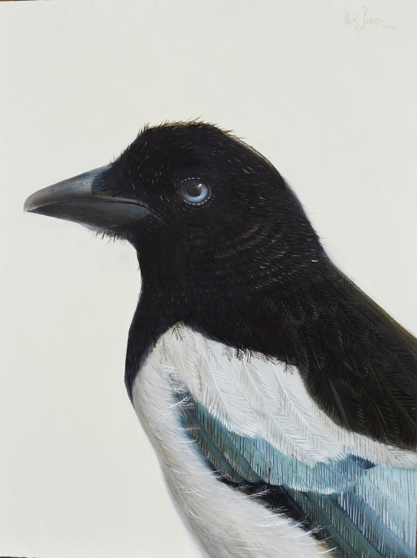 black billed magpie by Herb Smith