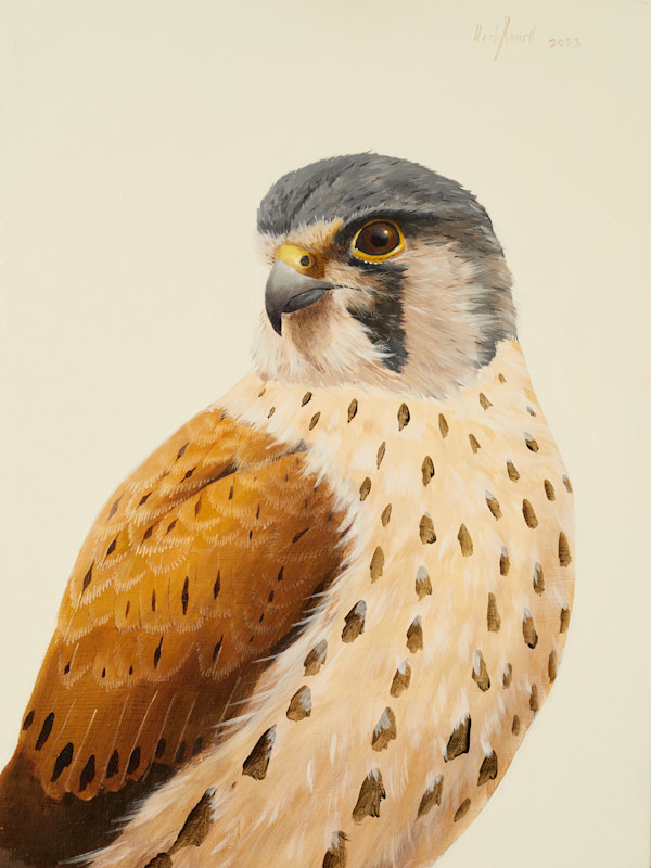 common kestrel by Herb Smith, Image 1.