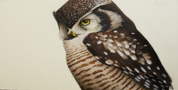 northern  hawk owl