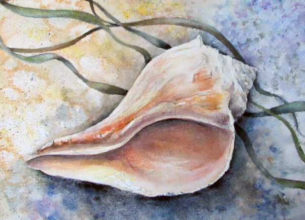 Shell Study by Heather Stivison