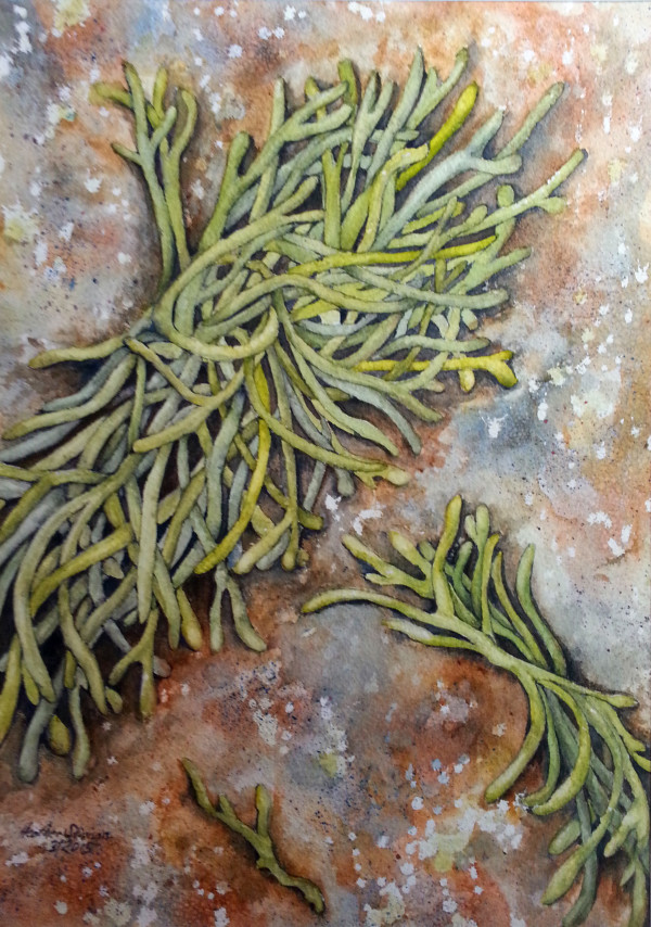 Sea Staghorn by Heather Stivison