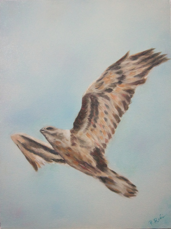 Soaring Hawk by Randy Robinson
