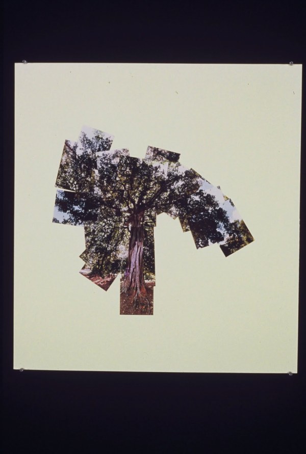 Photomural #06 by Gilah Yelin Hirsch