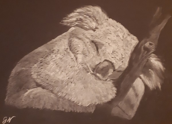 Koala at rest