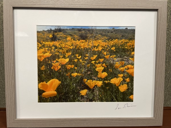 Poppies! by Anne L. Schneider