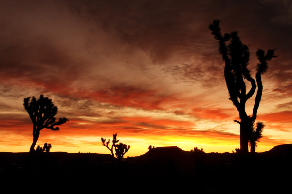 Mojave Desert Sunrise by Mark Peacock