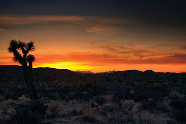 Joshua Tree National Park by Mark Peacock