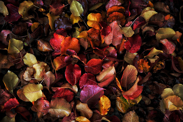 Fall Colors by Mark Peacock
