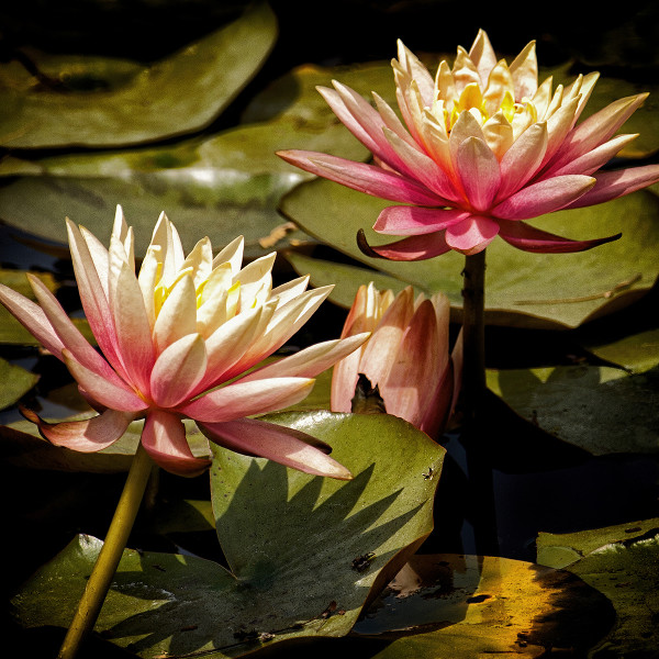 Water Lilly's - 2 by Mark Peacock
