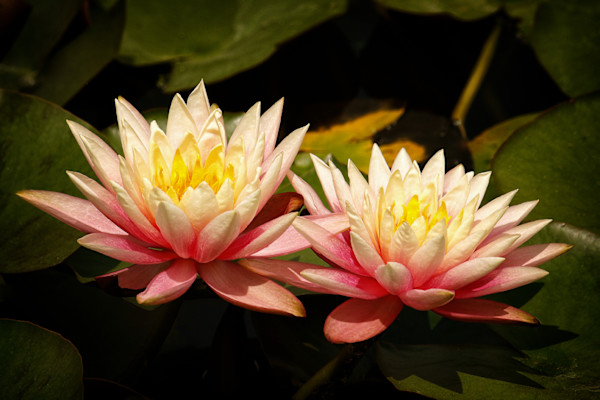Water Lilies by Mark Peacock